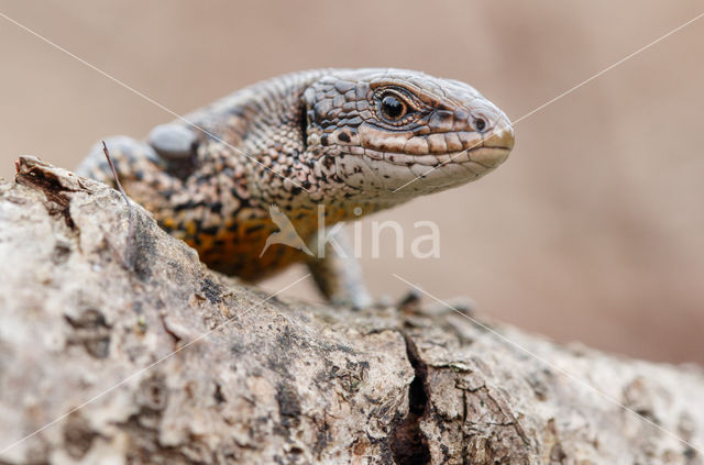 Levendbarende hagedis (Zootoca vivipara)