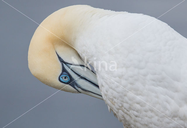 Northern Gannet (Morus bassanus)