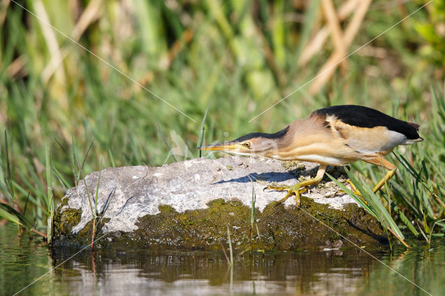 Woudaap (Ixobrychus minutus)