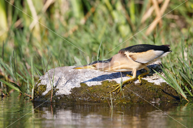 Little Bittern (Ixobrychus minutus)