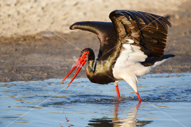 Zwarte Ooievaar (Ciconia nigra)