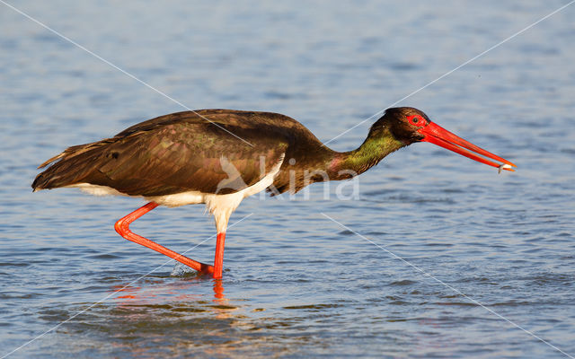 Zwarte Ooievaar (Ciconia nigra)