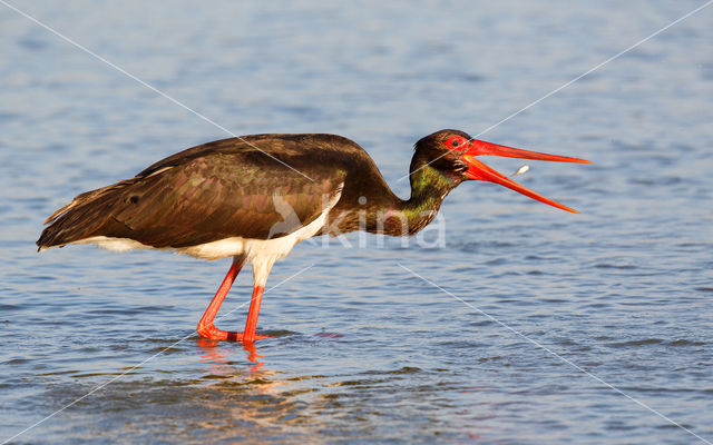 Zwarte Ooievaar (Ciconia nigra)