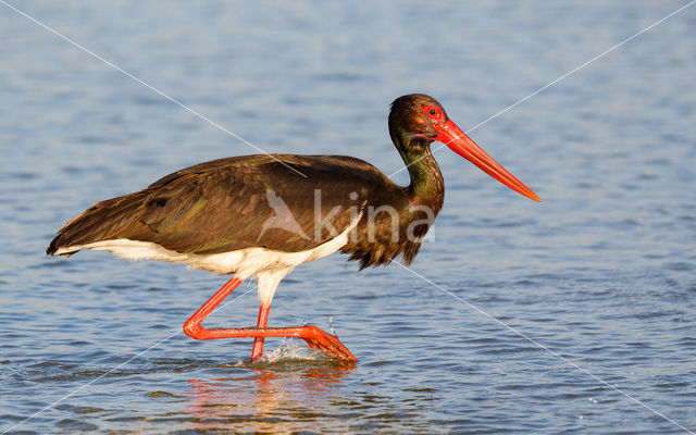 Zwarte Ooievaar (Ciconia nigra)