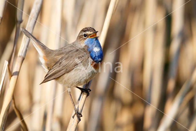 Witgesterde blauwborst