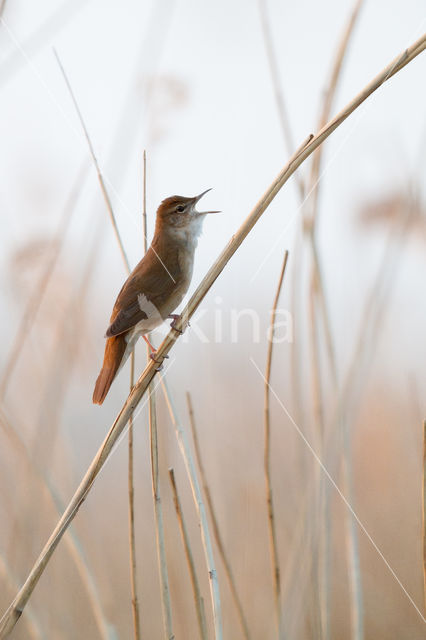 Savi's Warbler (Locustella luscinioides)