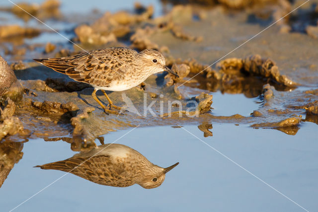 Temminck's Stint (Calidris temminckii)