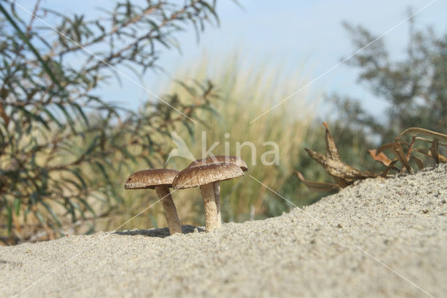 Psathyrella ammophila