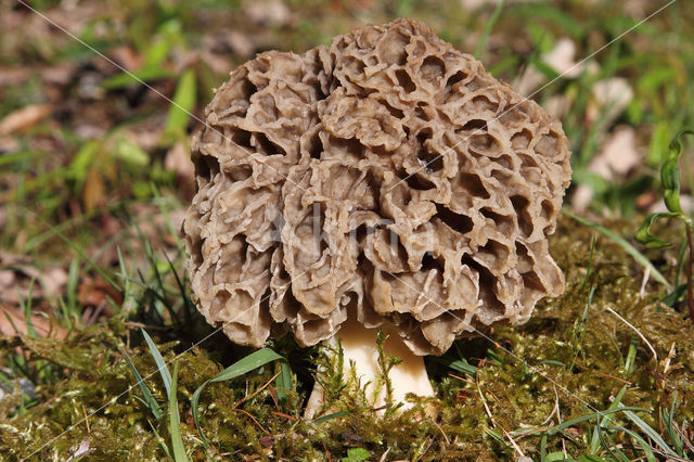 Common morel (Morchella esculenta)