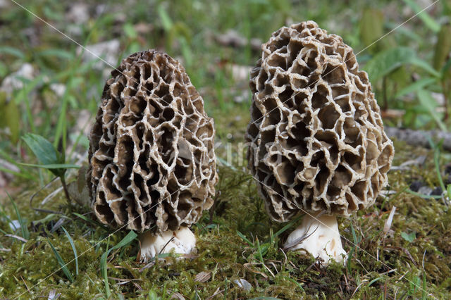 Common morel (Morchella esculenta)