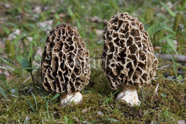 Common morel (Morchella esculenta)