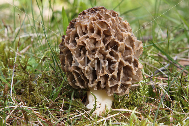 Gewone morielje (Morchella esculenta)