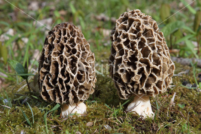 Common morel (Morchella esculenta)