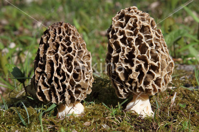 Gewone morielje (Morchella esculenta)