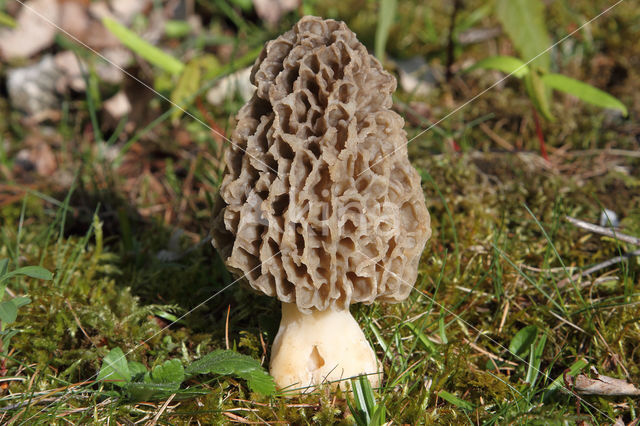 Common morel (Morchella esculenta)