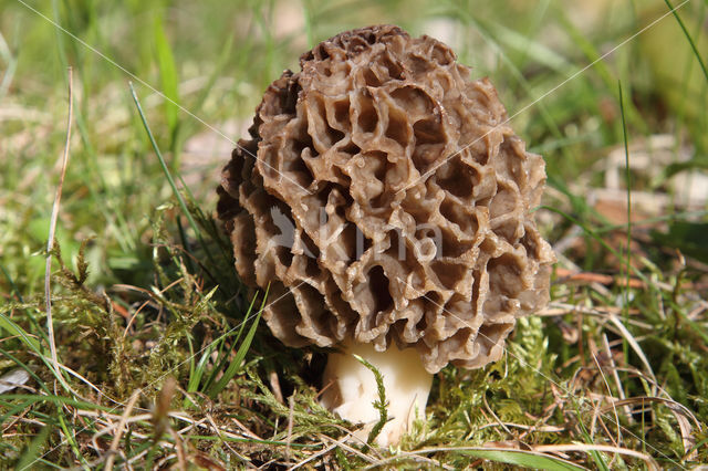 Gewone morielje (Morchella esculenta)