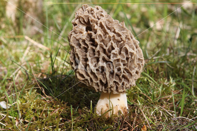 Gewone morielje (Morchella esculenta)