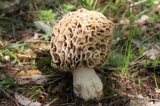 Common morel (Morchella esculenta)