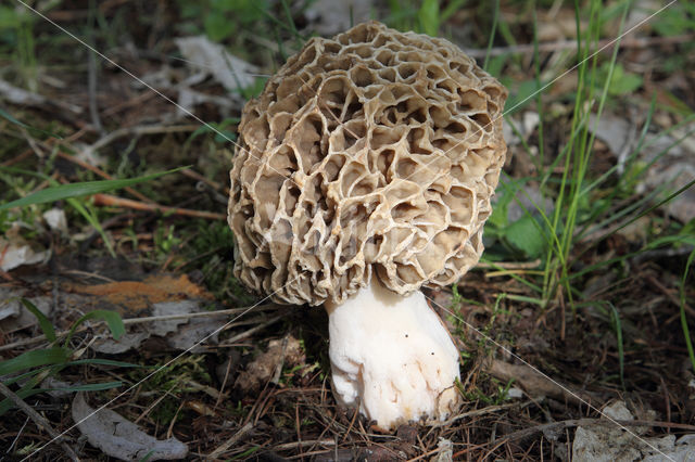 Gewone morielje (Morchella esculenta)