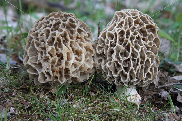 Common morel (Morchella esculenta)