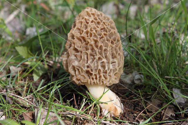 Common morel (Morchella esculenta)