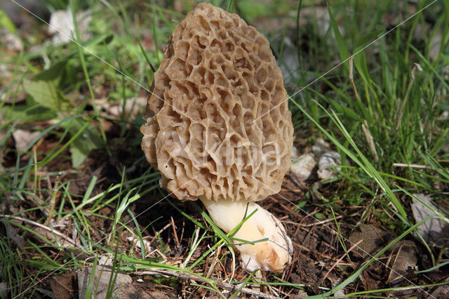 Common morel (Morchella esculenta)