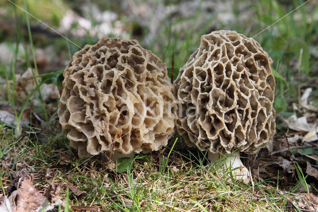 Gewone morielje (Morchella esculenta)