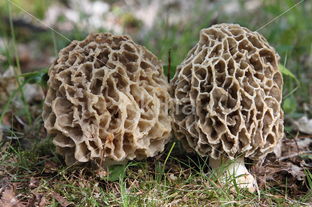 Common morel (Morchella esculenta)