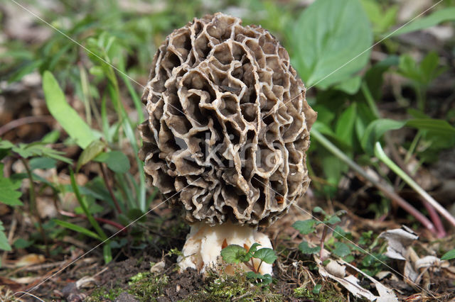 Gewone morielje (Morchella esculenta)