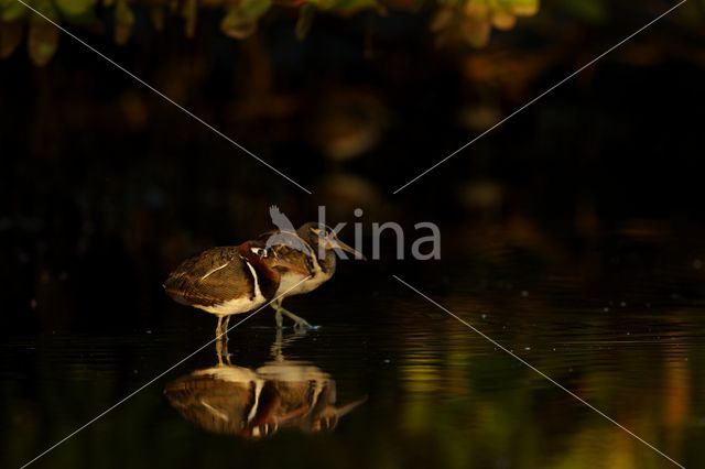 Goudsnip (Rostratula benghalensis)