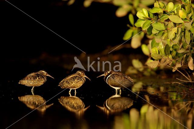 Goudsnip (Rostratula benghalensis)