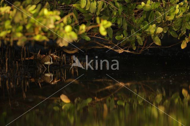 Goudsnip (Rostratula benghalensis)