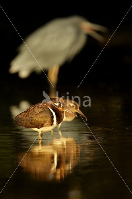 Goudsnip (Rostratula benghalensis)