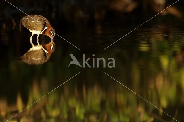 Goudsnip (Rostratula benghalensis)