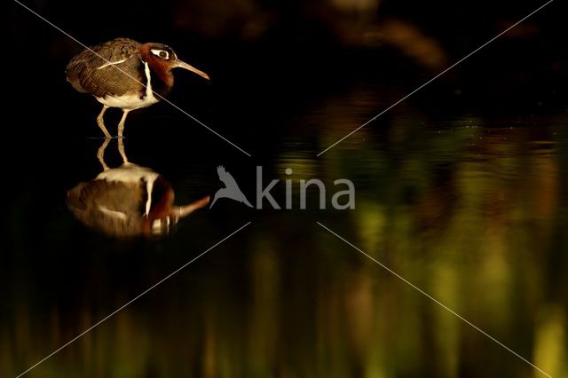 Greater Painted-snipe (Rostratula benghalensis)