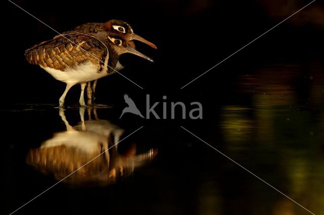 Goudsnip (Rostratula benghalensis)