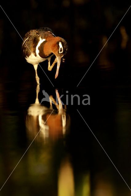 Greater Painted-snipe (Rostratula benghalensis)