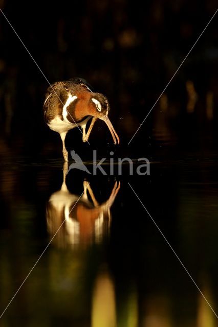 Greater Painted-snipe (Rostratula benghalensis)