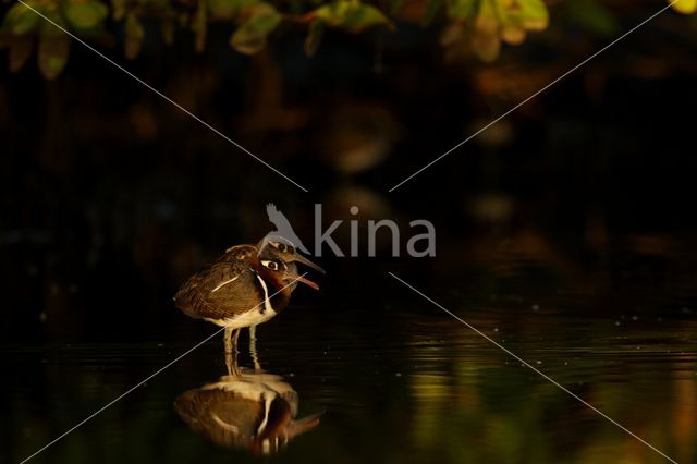 Goudsnip (Rostratula benghalensis)