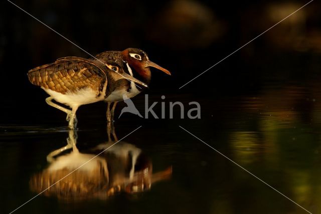 Goudsnip (Rostratula benghalensis)