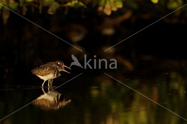 Goudsnip (Rostratula benghalensis)