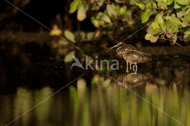 Goudsnip (Rostratula benghalensis)