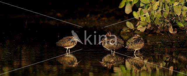 Goudsnip (Rostratula benghalensis)