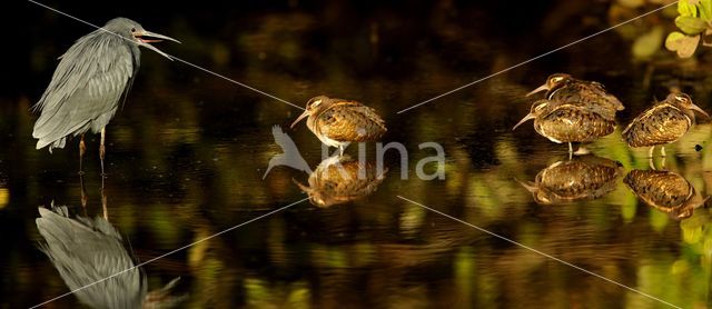 Goudsnip (Rostratula benghalensis)