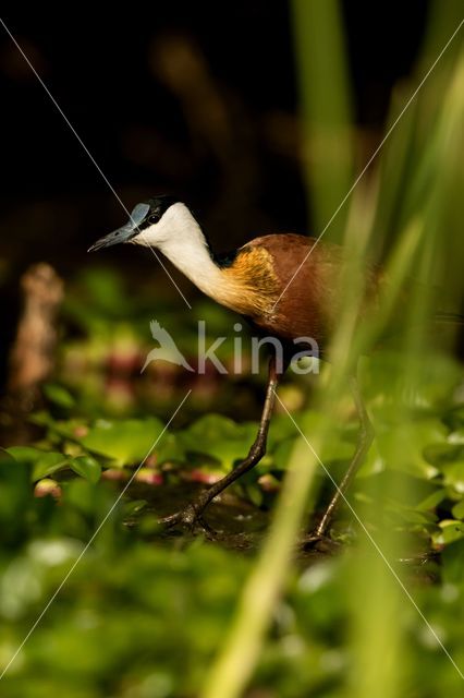 Afrikaanse Jacana