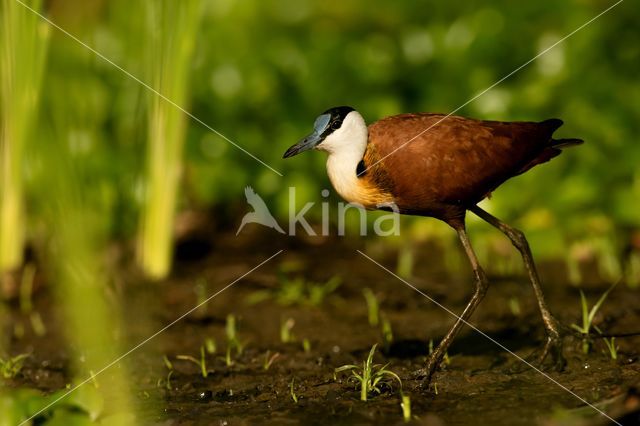 Afrikaanse Jacana