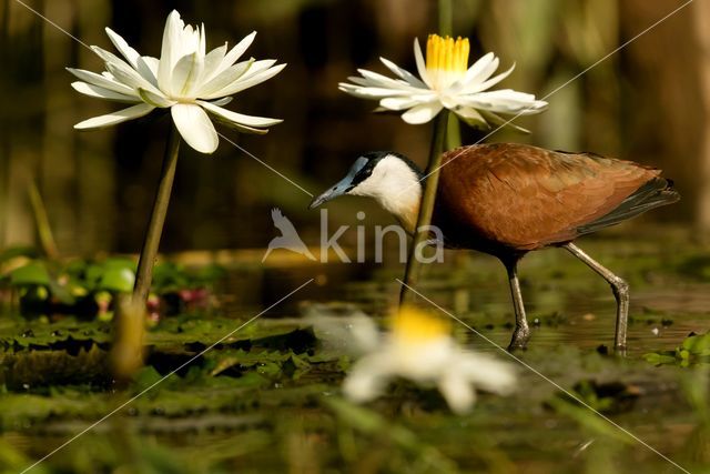 Afrikaanse Jacana