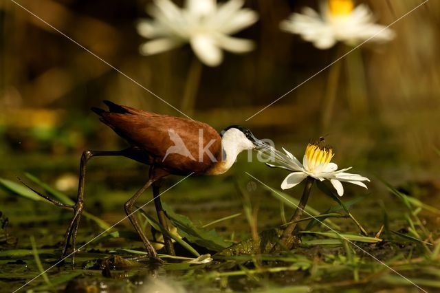 African jacana (Actophilornis africanus)