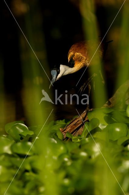 African jacana (Actophilornis africanus)