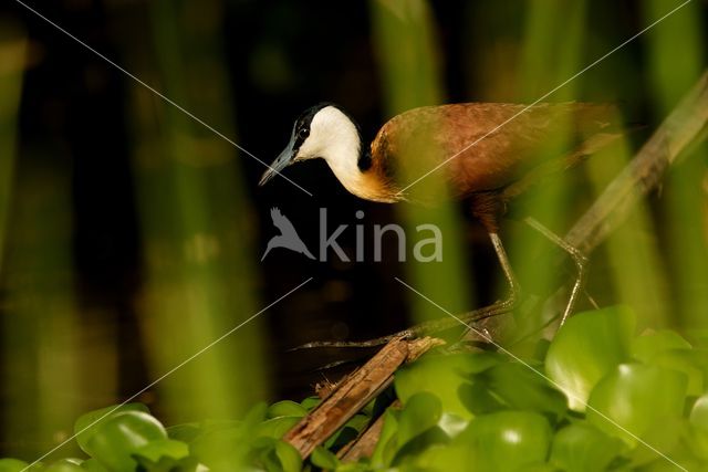 African jacana (Actophilornis africanus)